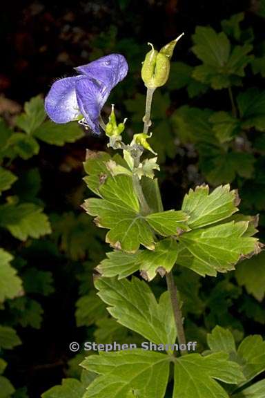 aconitum carmichaelii 1 graphic